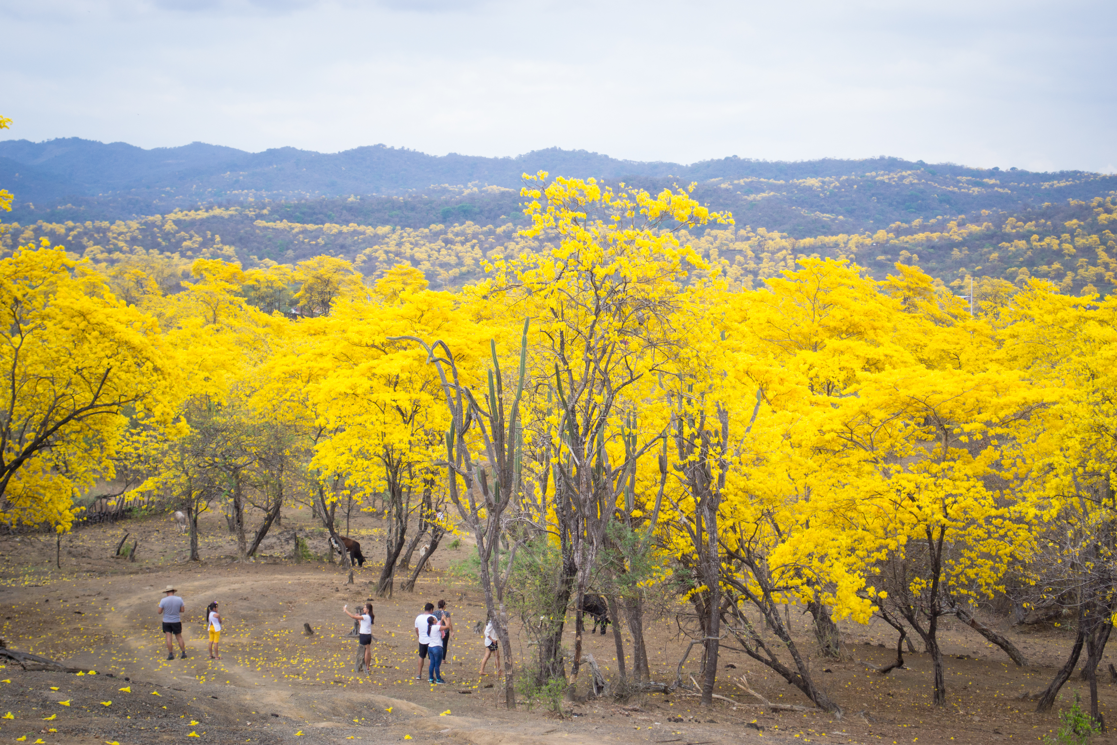 Florecimiento de Guayacanes