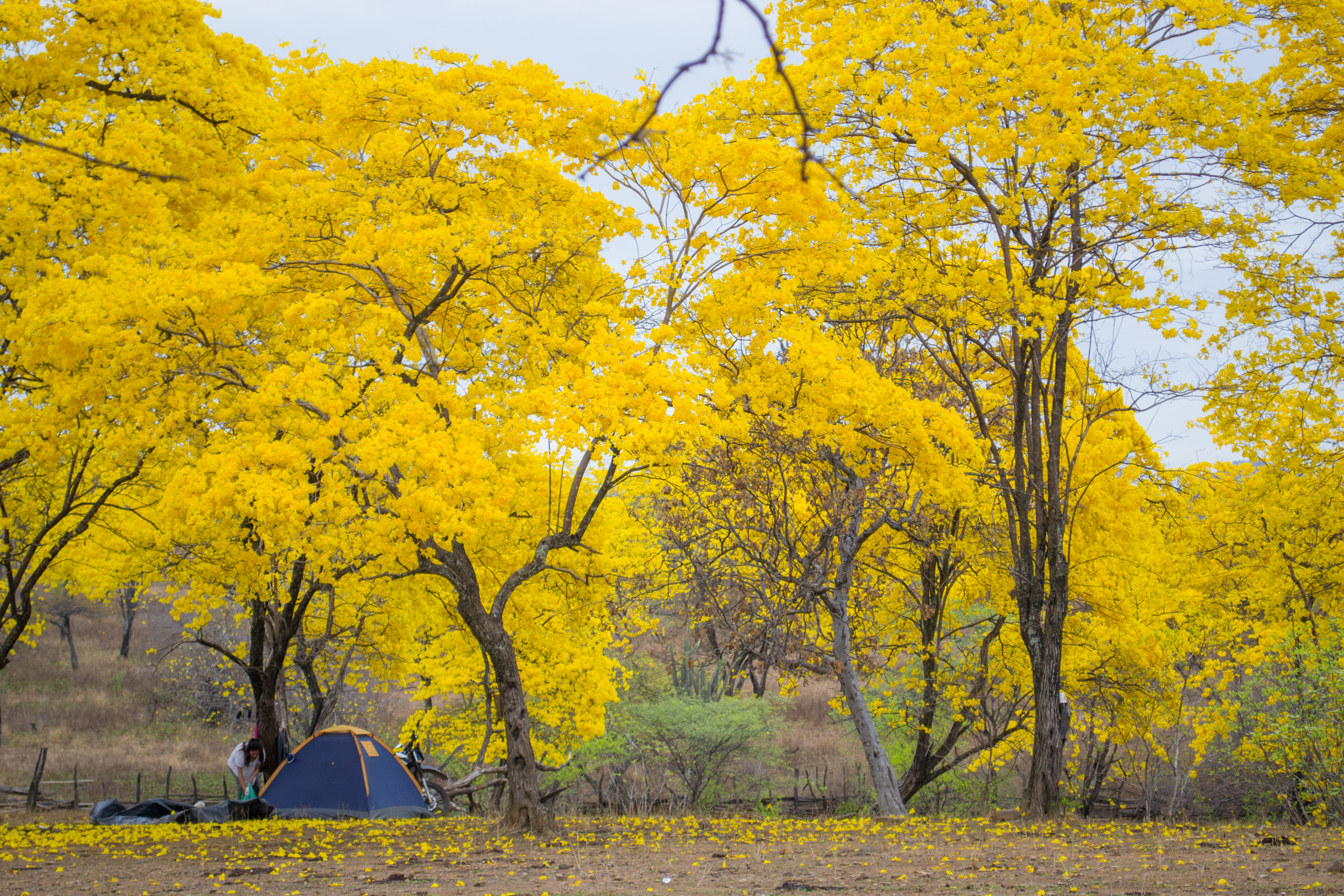 mangahurco guayacanes
